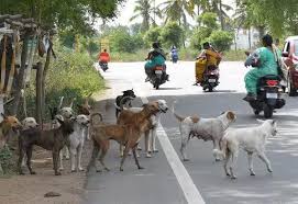 சேலத்தில் நாய்க் கடியால் ரேபிஸ் தொற்று: பாதிக்கப்பட்ட தறித் தொழிலாளி உயிரிழப்பு!