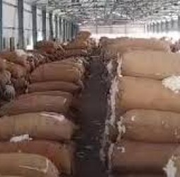 பருத்தி இறக்குமதிக்கு டிசம்பர் 31–ந்தேதி வரை சுங்க வரி விலக்கு அளித்தது மத்திய அரசு