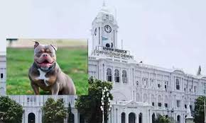 ஆக்ரோஷமான தன்மை கொண்ட நாய்களை வளர்க்கக்கூடாது’ - சென்னை மாநகராட்சி எச்சரிக்கை