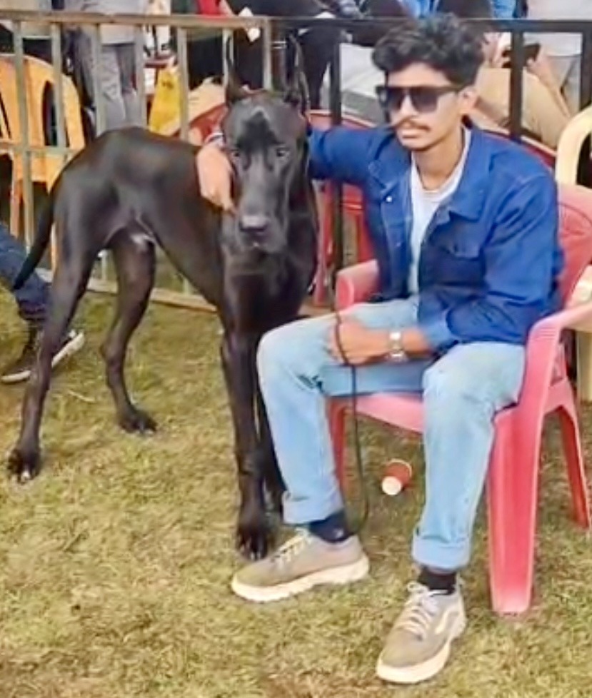 கொடைக்கானலில் நடந்த தேசிய அளவிலான கண்காட்சியில் பங்கேற்ற பல வகையான நாய்கள்