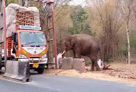 காரப்பள்ளம் சோதனை சாவடி அருகே கரும்பு லாரிகளை முற்றுகையிட்டு காட்டு யானைகள் அட்டகாசம்