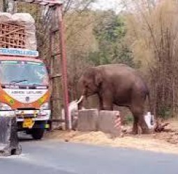 காரப்பள்ளம் சோதனை சாவடி அருகே கரும்பு லாரிகளை முற்றுகையிட்டு காட்டு யானைகள் அட்டகாசம்