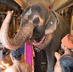 யானை பிரக்ருதி என்ற பிரணாம்பிகைக்கு விநாயகர் சன்னதி முன் சிறப்பு ஆராதனை