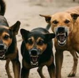 அரசு அதிகாரிகளின் அலட்சியத்தால் தெரு நாய்களின் தொல்லை அதிகரிப்பு: உச்ச நீதிமன்றம் கருத்து