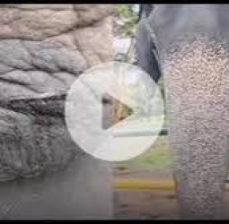 முதுமலை முகாமில் யானையின் காலை கத்தியால் வெட்டிய பாகன் பணி நீக்கம்