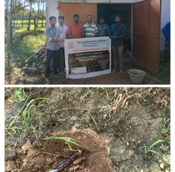 தென்னை மரத்தின் வேர்களில் மருந்து எவ்வாறு கட்டப்பட வேண்டும் - மானவர்கள்