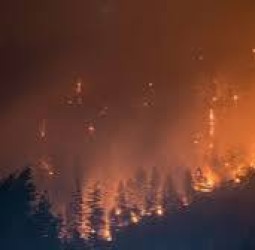 காட்டுத் தீ தீவிரமடைய காலநிலை மாற்றமே காரணம்