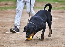 சென்னை மாநகரில் செல்லப் பிராணிகளுக்கு உரிமம் பெறுவது கட்டாயம்!