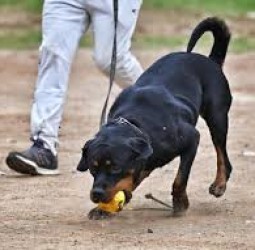 சென்னை மாநகரில் செல்லப் பிராணிகளுக்கு உரிமம் பெறுவது கட்டாயம்!