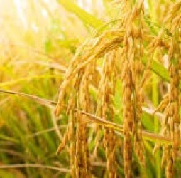 நெல் அதிக மகசூல் காட்டினால்  தமிழக அரசு ரூ.5லட்சம் பரிசு