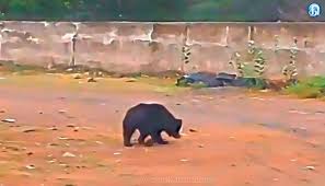 துறையூர் அருகே புளியஞ்சோலையில் கரடி உலா வருவதாக வைரலான வீடியோவால் பரபரப்பு