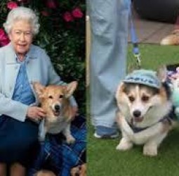 இங்கிலாந்து ராணியின் மனம் கவர்ந்த ‘கோர்கி’ நாய்களை கொண்டாடும் விழா - லிதுவேனியாவில் கோலாகலம்