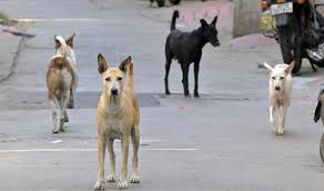 தெரு நாய்கள் அனைத்தையும் பிடித்து காப்பகங்களில் அடைக்க டெல்லி அரசுக்கு உச்ச நீதிமன்றம் உத்தரவு