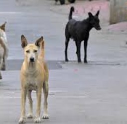 தெரு நாய்கள் அனைத்தையும் பிடித்து காப்பகங்களில் அடைக்க டெல்லி அரசுக்கு உச்ச நீதிமன்றம் உத்தரவு