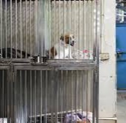 கண்ணப்பர் திடலில் நாய் கருத்தடை மையம் அமைக்க தடை கோரிய வழக்கு: சென்னை மாநகராட்சி பதிலளிக்க உத்தரவு