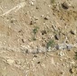 டைனோசர்கள் காலத்துக்கு முந்தைய உயிரினத்தின் எலும்புக்கூடுகள்-முட்டை கண்டுபிடிப்பு