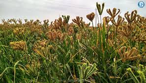 இந்த ஆண்டில் ரூ.17 ஆயிரம் கோடி பயிர் கடன்: கேழ்வரகு உற்பத்தித் திறனில் தமிழ்நாடு முதலிடம்