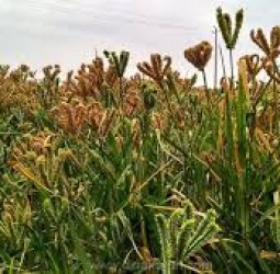 இந்த ஆண்டில் ரூ.17 ஆயிரம் கோடி பயிர் கடன்: கேழ்வரகு உற்பத்தித் திறனில் தமிழ்நாடு முதலிடம்