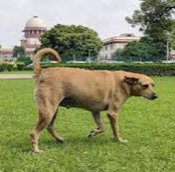 தெருநாய்களுக்கான கருத்தடை செலவு ரூ.2,400 கோடி: உச்ச நீதிமன்ற தீர்ப்பை அமல்படுத்துவதில் சிக்கல்