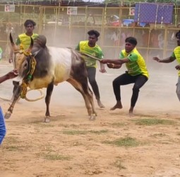 ஸ்ரீ பிடாரியம்மன் ஆடி பொங்கல் விழாவை முன்னிட்டு முதலாம் ஆண்டு மாபெரும் வடமாடு மஞ்சுவிரட்டு போட்டி