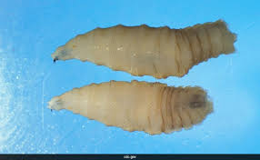 40 வருஷம் கழித்து அமெரிக்காவுக்கு ஆபத்து.. மாட்டையே காலியாக்கிடும்! அதென்ன மாமிசம் தின்னும் பராசைட்?