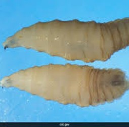 40 வருஷம் கழித்து அமெரிக்காவுக்கு ஆபத்து.. மாட்டையே காலியாக்கிடும்! அதென்ன மாமிசம் தின்னும் பராசைட்?