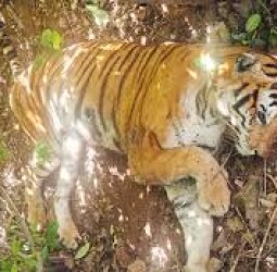 மசினகுடியில் வயதுமூப்பினால் புலி உயிரிழப்பு