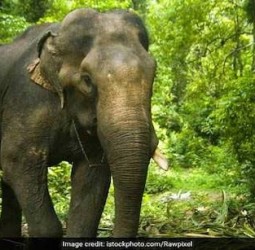 நீலகிரி யானை வழித்தட வழக்கு ரிசார்ட் உரிமையாளர்களுக்கு கண்டிப்பு