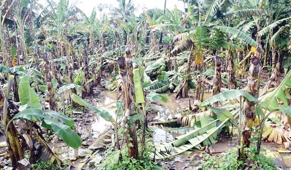 மயிலாடுதுறையில் கனமழை காரணமாக வாழை, சம்பா பயிர்கள் பாதிப்பு