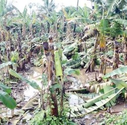 மயிலாடுதுறையில் கனமழை காரணமாக வாழை, சம்பா பயிர்கள் பாதிப்பு