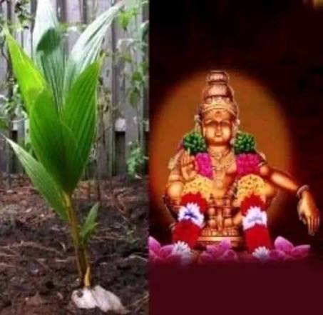 18 வருடம் சபரிமலை செல்லும் பக்தர்கள் தென்னங்கன்று எடுத்துச் செல்வதன் ரகசியம்!