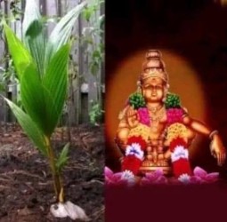 18 வருடம் சபரிமலை செல்லும் பக்தர்கள் தென்னங்கன்று எடுத்துச் செல்வதன் ரகசியம்!