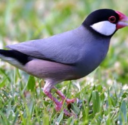 சிங்காரச் சிட்டு..