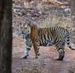 காட்டில் விறகு சேகரிக்க சென்ற முதியவரை அடித்துக்கொன்ற புலி