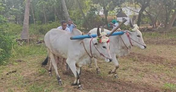 வயக்காட்டை உழுதுபோடு