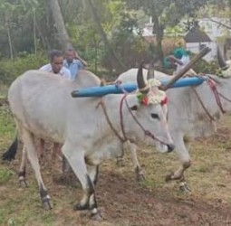 வயக்காட்டை உழுதுபோடு