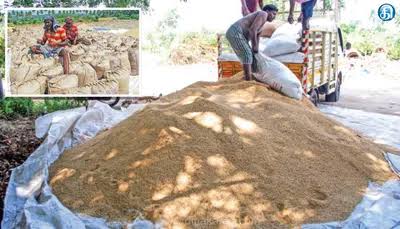 காலிங்கராயன் பாசன பகுதிகளில் 980 மெட்ரிக் டன் நெல் கொள்முதல்