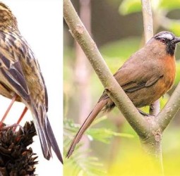 பறவைகள் பறக்கட்டும்  அது உறவு சிரக்கட்டும்