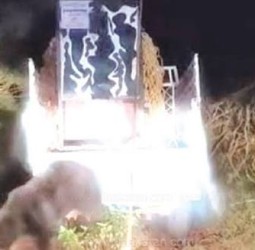 குன்னூரில் கடந்த ஒரு ஆண்டாக அட்டகாசம் செய்த கரடி கூண்டில் சிக்கியது