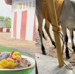 உக்கல் அருள்மிகு மடாவளம் ஸ்ரீ காமாட்சி அம்பாள் கோயிலில் மணல் லிங்க பூஜையும் ,கோ பூஜையும்: