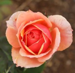 அகத்துடன் முகமும் மலருதே...