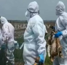 கேரளாவில் பறவைக் காய்ச்சல்; பொதுமக்கள் பீதியடைய வேண்டாம் - தமிழக சுகாதாரத்துறை அறிவுறுத்தல்