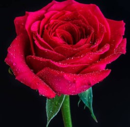 ரோசாவின் ஆசை..