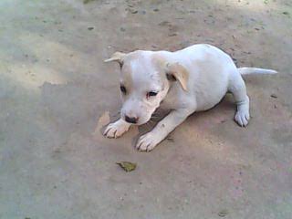 காணாமல் போன குட்டிநாய்