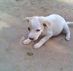 காணாமல் போன குட்டிநாய்