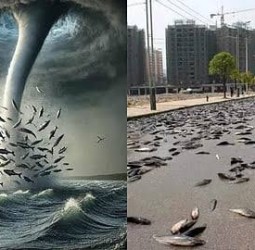 மீன் மழை: அமானுஷ்யமா? அறிவியலா?