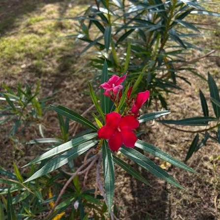 மார்கழிப் பூவே....