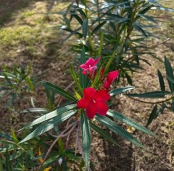 மார்கழிப் பூவே....