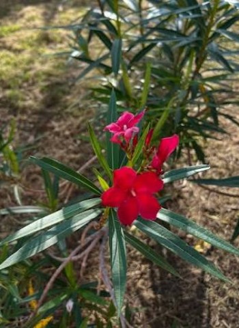 மார்கழிப் பூவே....