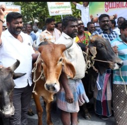 புதுச்சேரி மாடுகள் வளர்ப்போர் சங்கத்தினர் சார்பில் சட்டசபைக்கு மாடுகளை விடும் போராட்டம்